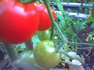 late summer cherry tomatoes